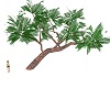 Tropical TreeV1