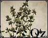 [Oz] - Picture Plant 2