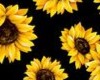 Sunflower Toddler Bed