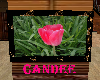 *Candee*Pink.Tulip.Photo