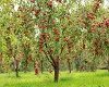 Apple Trees Mobile BG