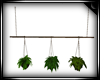 ! Hanging Plants