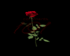 djFallenROSE trig:FRR