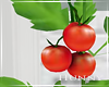 H. Tomato Plant