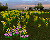 Dandelion Field Spring