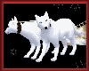 white wolfs & sled anim.