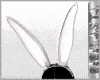 BBR White Rabbit Ears