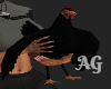 Raven Hen Pet