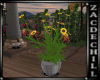Potted Sunflower