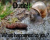 Snail Dude!