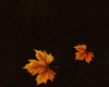 Fallin Leaves