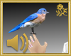 Bluebird Pet