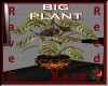 RVN - AS BIG PLANT