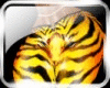 BBR XXL Zebra Tiger