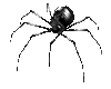 black spider F