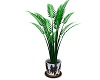 bcs Small Palm w Song