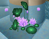 Water Lilys