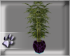 (dp) Web Plant Purp