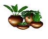 Potted Plants 1 - Brown