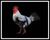 JFZ )Animated Rooster 