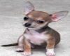 Chihuahua with bark