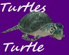 Turtles Personal Turtle