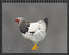 Animated Chicken