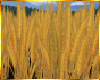! !Golden Wheat Field