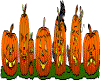 line of pumpkins