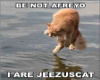 Jeezus Cat