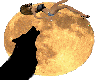 AlphaWolfetteWolfPassion