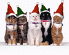 Christmas Cats Sticker
