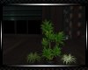 *Harmony  Planter 6
