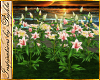I~Wild Lily Flowers