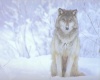 wolf stance