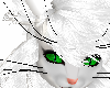 chinchilla kitty whisker