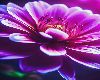Flowers 6 - Port