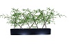 BLUE plant