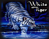 SS-White Tiger FiercePic