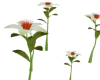6 Animated Lily Flowers