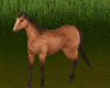 Albert Horse M
