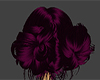 Magenta Buns