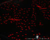 Red Confitte