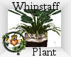 ~QI~ Whipstaff Plant