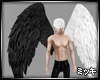 ! Black & White Wings