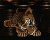 (SL) Tiger Cub/animated