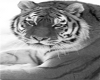 (BD) Tiger