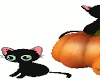 [J] Black Cat Pumpkins