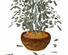 Money tree gold planter
