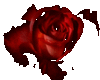 ~red rose~